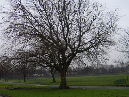 120111 Tree in Holbeck Park