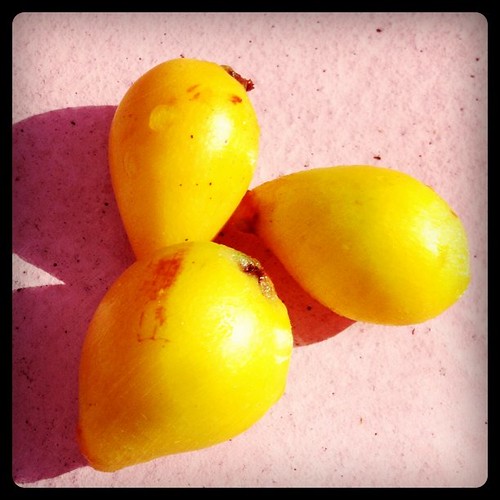 3 loquats from our tree! They're quite yummy!!