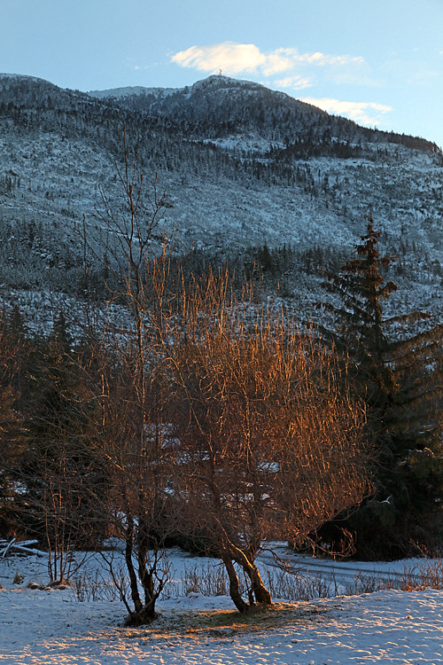 sunrise on tree, Kasaan, Alaska