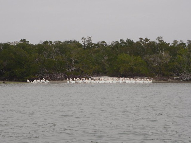 White Pelicans in the 10,000 Islands