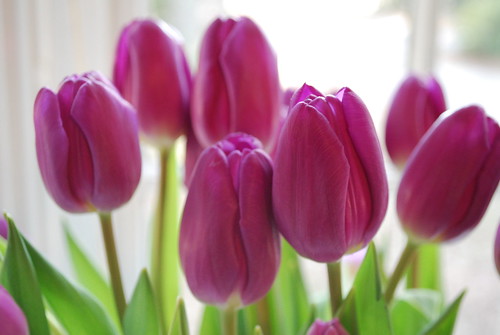 Valentine's Day tulips
