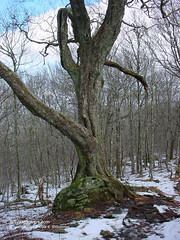 Mt. Squires Tree - 2002