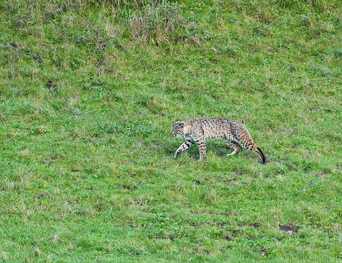 Stalking Bobcat