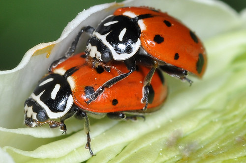 Mating Convergent Ladybugs