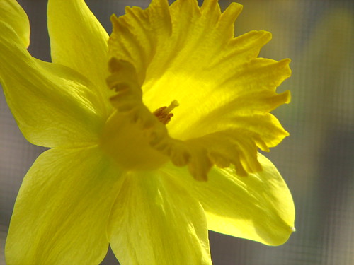 daffodil blossom