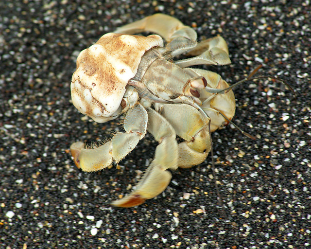 Hermit crab, Isabela Island