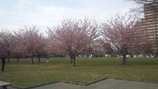 中央公園の桜は半分位早咲きで、今満開です...