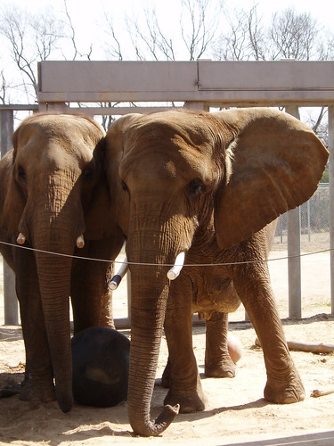 Elephants, Nashville Zoo