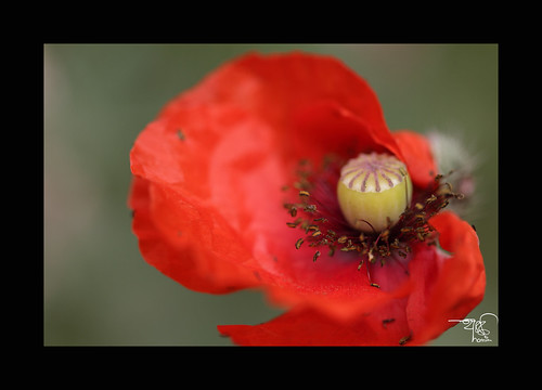 Poppy the color by ** 5 9 5 0 3 6 **