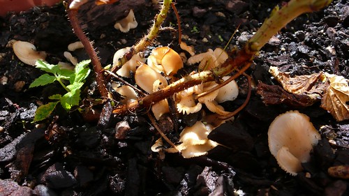 Mushrooms in Raspberry Planter
