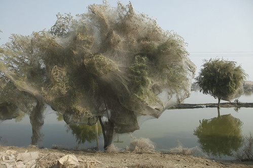 Trees cocooned in spiders webs after flooding in Sindh, Pakistan