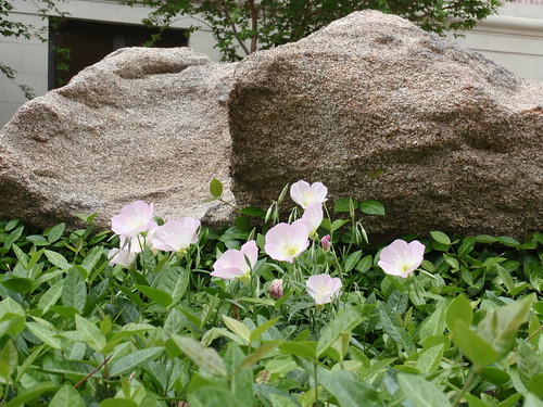 Flowers and Rocks