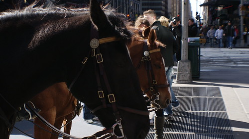 New York Horse by Mdrewe