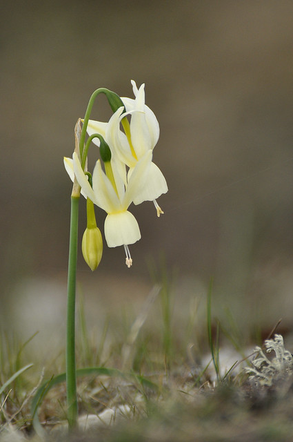 Narcissus triandrus subsp. triandrus