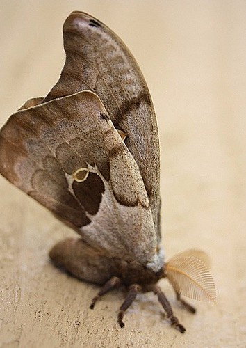 March2011 Male Polyphemus Moth