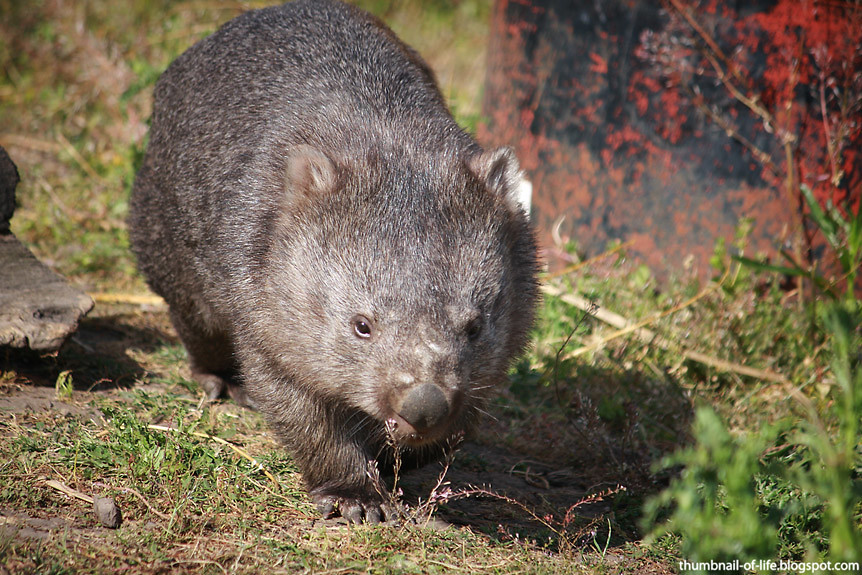 Cutey Wombat