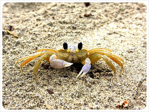 crab in cahuita