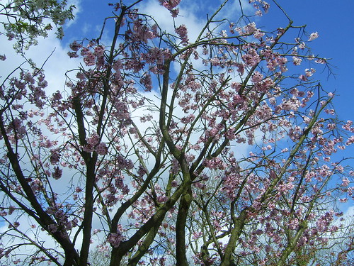 180411 Cherry Blossom