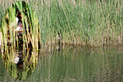 Grebe's nest in reeds on Godfrey's pond 6 May '11 098.jpg by Roger Bunting