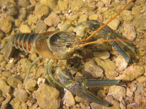 Orconectes juvenilis (Kentucky river crayfish)