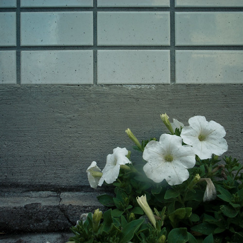 White Tile, White Flower