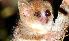 2000年在馬達加斯加發現的貝氏倭狐猴(Microcebus berthae)，是世界上最小的靈長類動物。圖片來自：WWF。