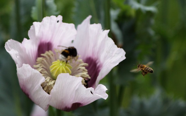 abeille et bourdon sur du pavot