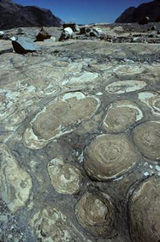Stromatolites, associated with ancient sea