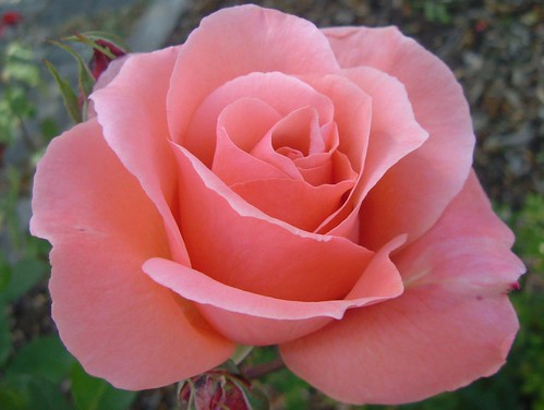 pink rose icon