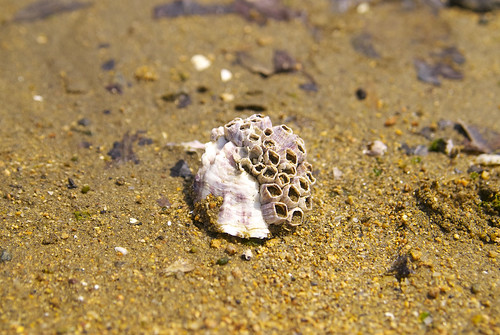 貝殻