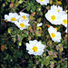 White flower - Cisto maggiore