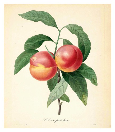 003-Melocoton liso-Choix des plus belles fleurs…1827- P.J.Redoute