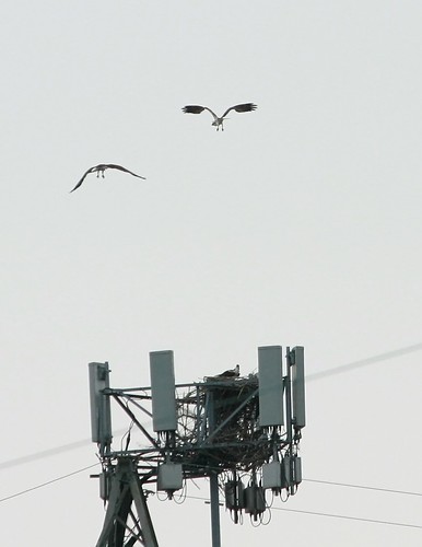 3 Osprey at Shippingport Island