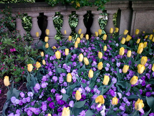 Tulips & Violets