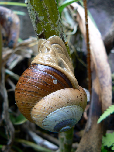 Bali snail
