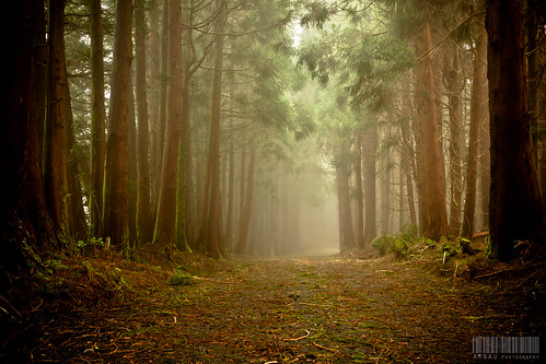 [Explore] Bosc encantat // Bosque encantado / /Enchanted forest by Seasea01