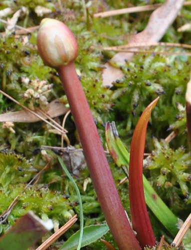 Sarracenia (leucophylla x (leucophylla x flava)) x open-pollinated