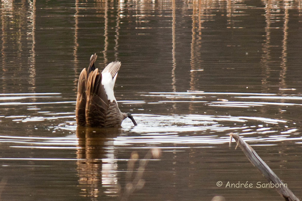 Canada Goose at the beaver bog-17.jpg