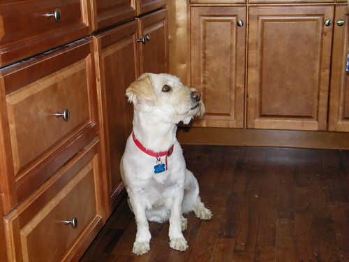 Lucy the Habitat Wonder Dog inspects Ms. Russell's new kitchen.  