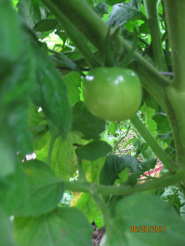 momotaro tomato