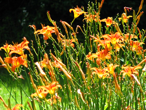 ditch lilies