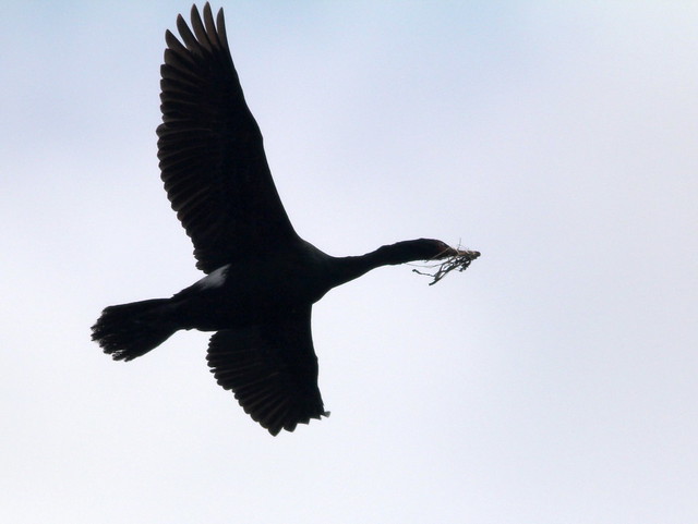 Pelagic Cormorant 20110622