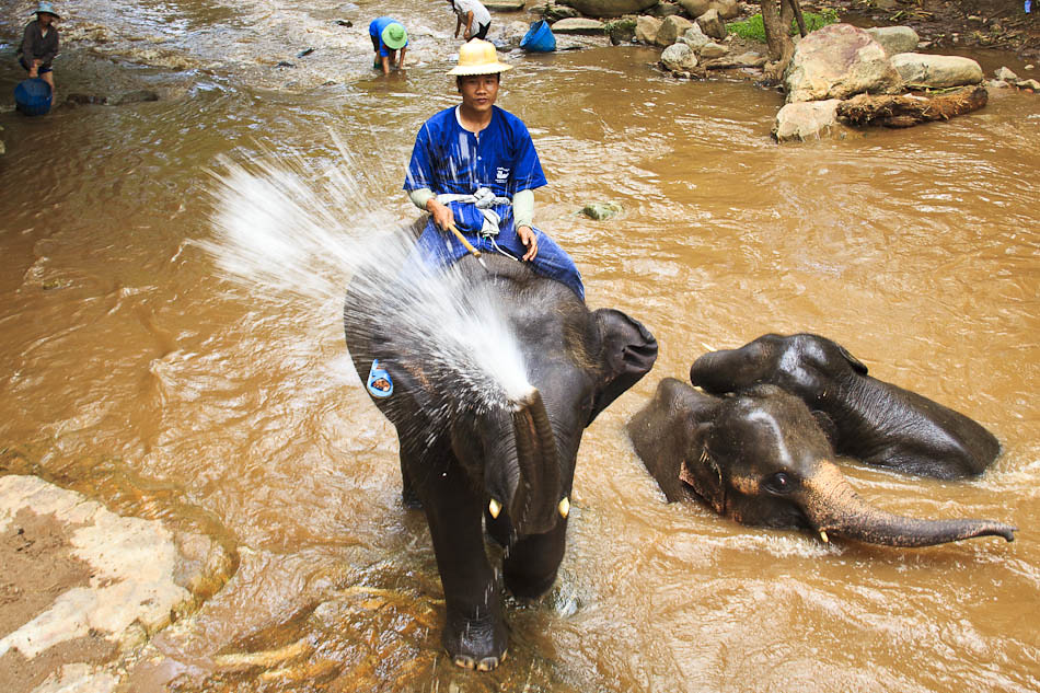 Travel Photo of the Week: A Naughty Elephant in Chiang Mai
