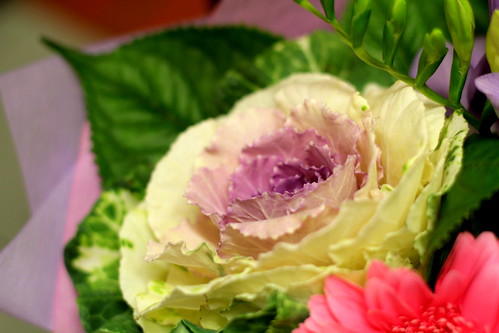 Tuesday: cabbage or flower? Who cares.