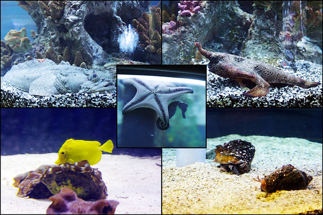 Epcot Living Seas collage