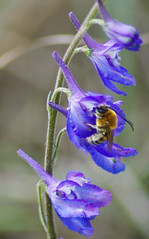 Eucera sp. bee (Long-Horn Bee) on Delphinium Sp.