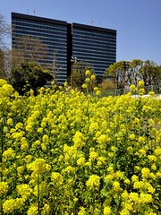 Rape blossoms and government office building.