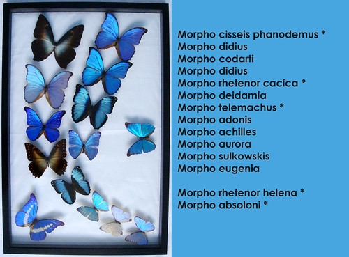 Framed Blue Morpho Butterfly Art Collection On the Attack in Black