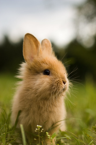 フリー写真素材|動物|哺乳類|兎・ウサギ|