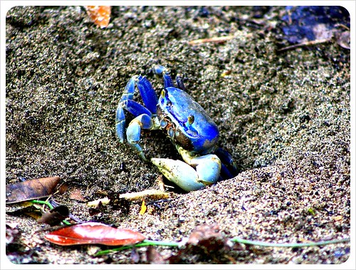 Blue crab in Cahuita